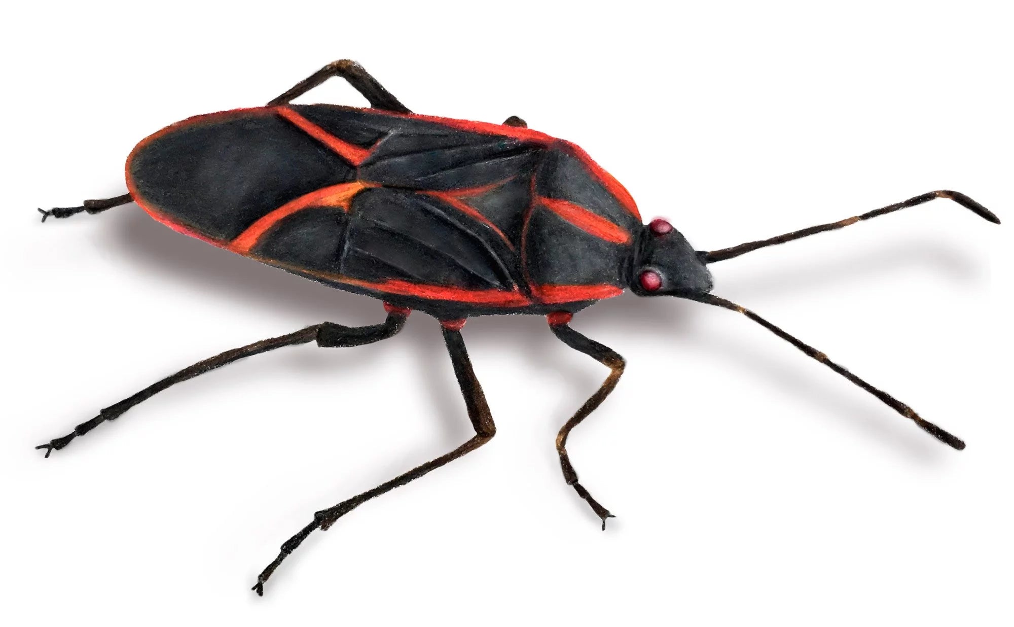 What are sticky bug traps? How effective are sticky bug traps?